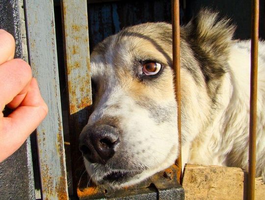 Schroniska pod ścisłym nadzorem. Państwo zaostrza kontrole