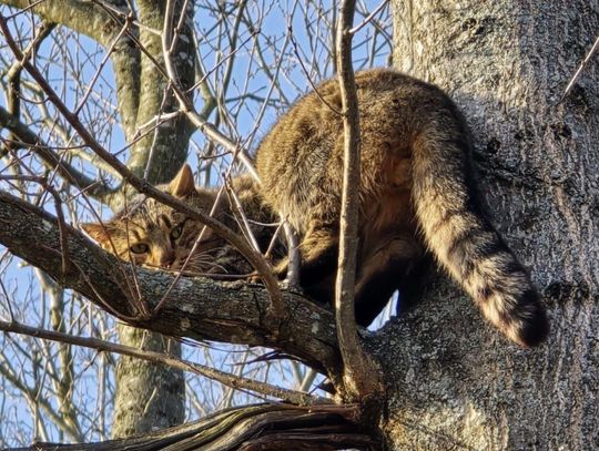żbik kot kocur nadlesnictwo biała podlaska leśnictwo konstantynów las zaobserwowali żbika kocura