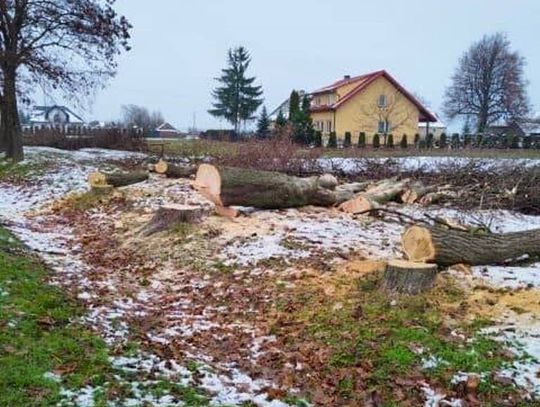 Wytną prawie 100 drzew. Gmina robi miejsce na ekooświetlenie