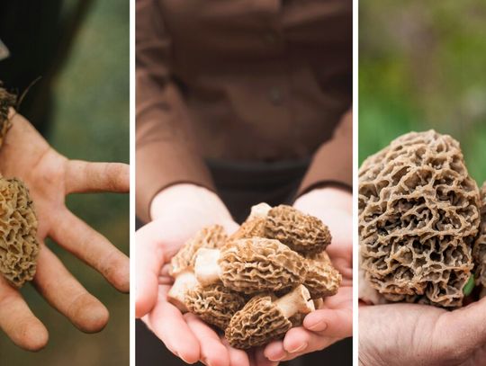 Grzybiarze ruszyli na połów