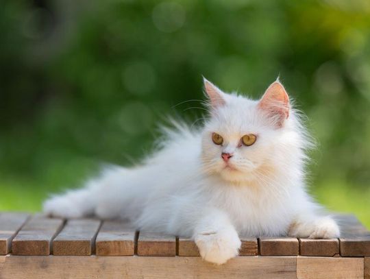 Skuteczny zamiennik obroży przeciwkleszczowej dla kota