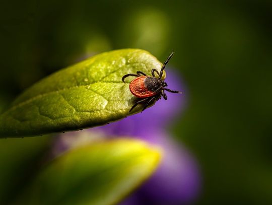 Spacer w lesie? Uważaj na kleszcze!