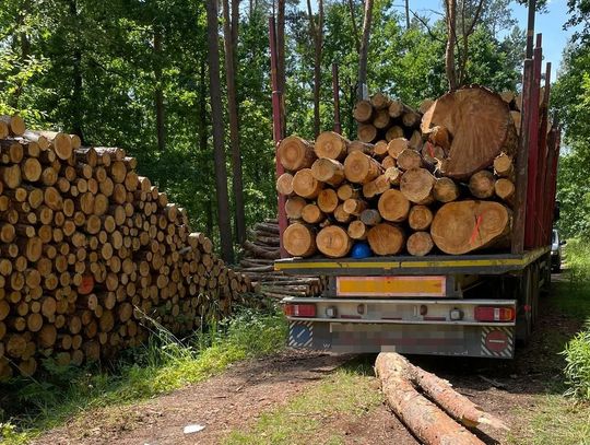 Spadający konar uderzył 28-latka w głowę. Wezwano śmigłowiec