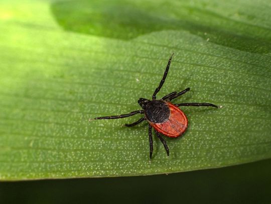 Sprawdź, czy nie masz boreliozy