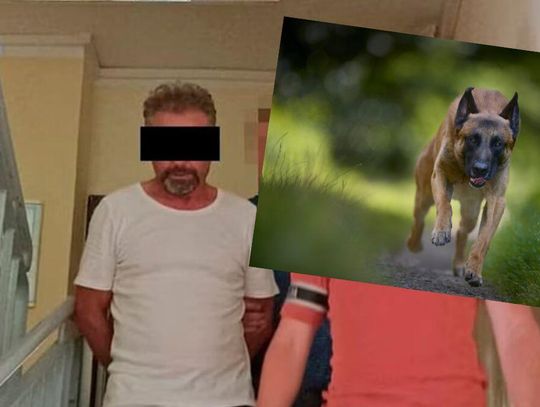 Lubelskie. Skazany za to, że owczarki belgijskie zagryzły rowerzystę
