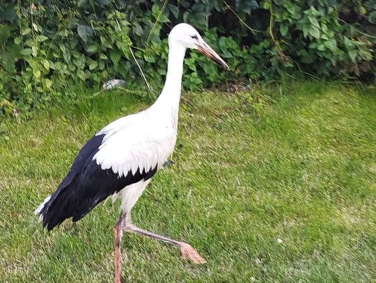 Strażacy z Sosnowicy na ratunek bocianowi!