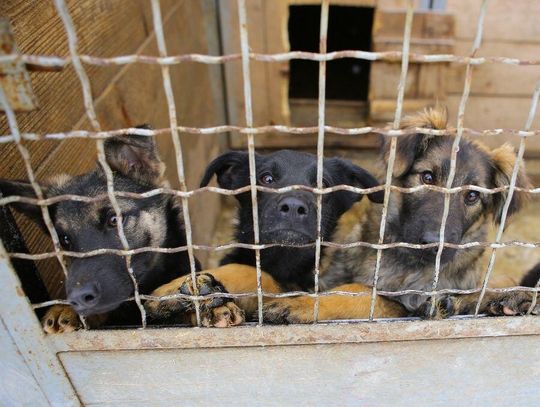 System opieki nad bezdomnymi zwierzętami? Drogi i nieskuteczny