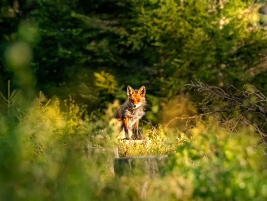 Szczepionki zrzucą z samolotów. Jesienna akcja przeciwko wściekliźnie