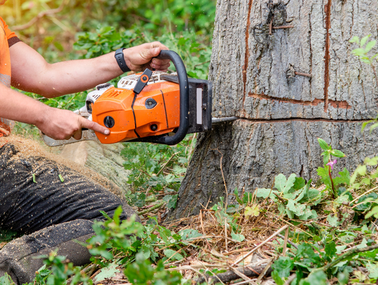Szybciej usuniesz drzewo z własnej działki?