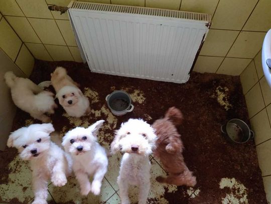 Tak wygląda nielegalna fabryka rasowych psów [ZDJĘCIA, WIDEO]