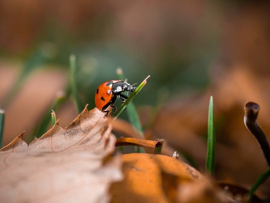 Tam, gdzie piękno tkwi w zbliżeniu – o sztuce makrofotografii