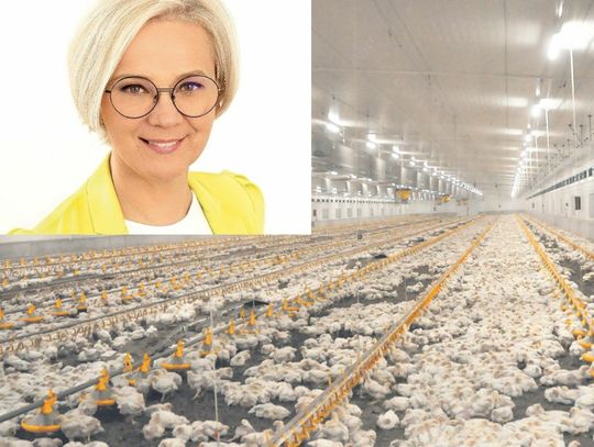 Temat kurzych ferm na sejmowej komisji? Interweniuje poseł Niedziela