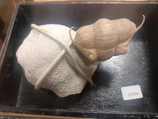 Terespol. Próbował przemycić skamieniałości najstarszych organizmów zwierzęcych na Ziemi [ZDJĘCIA]