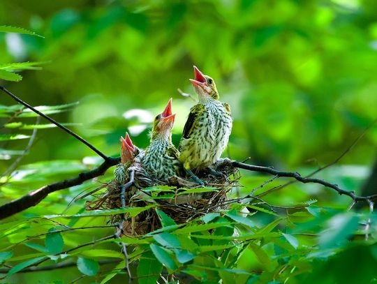 To będzie piknik edukacyjny dla miłośników przyrody