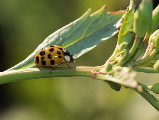 To już istna plaga! Azjatyckie biedronki atakują nasze domostwa