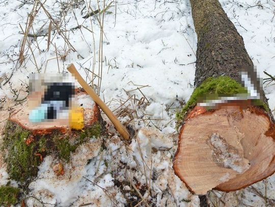 Tragedia w lesie. Nie żyje 66-letni mężczyzna