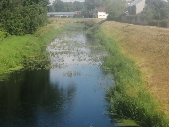 Trzciniak i gąsiorek zablokowały rzekę. Kiedy koszenie Krzny?