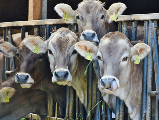 Typy szkodników w gospodarstwach rolnych
