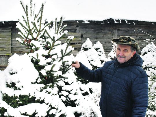 U nas bezpiecznie kupisz choinkę! Świąteczny konkurs Słowa Podlasia i Choinki Kołodyńscy