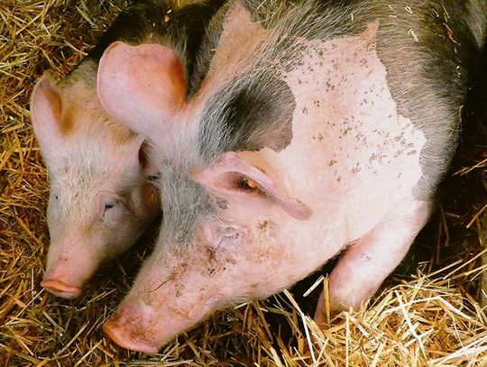 Uśmiercono prawie 2000 świń. ASF nie odpuszcza