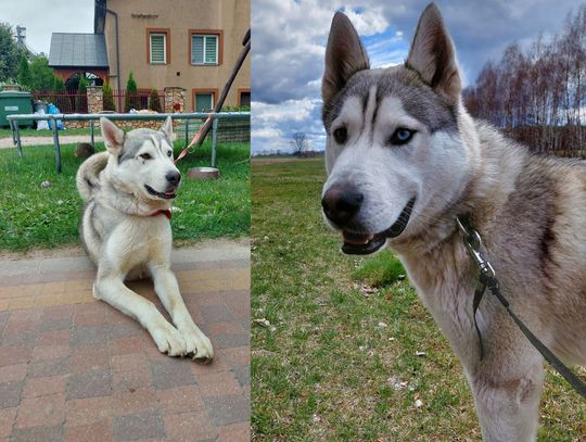 Uwaga! Szukamy Ducha. Czy ktoś widział tego psa?