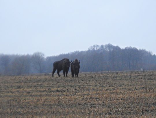 W Zalesiu pojawiły się żubry. Czy się u nas osiedlą?