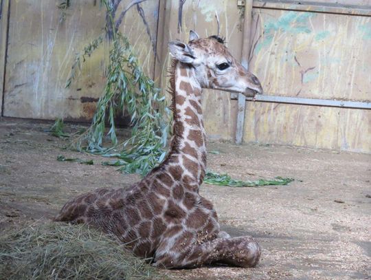 W zamojskim zoo na świat przyszła żyrafa! Maluch ma 1,70 m i waży 70 kg (ZDJĘCIA)