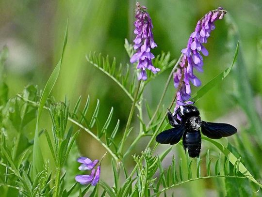 Lubelskie. Zaobserwowano ściśle chronioną czarną pszczołę
