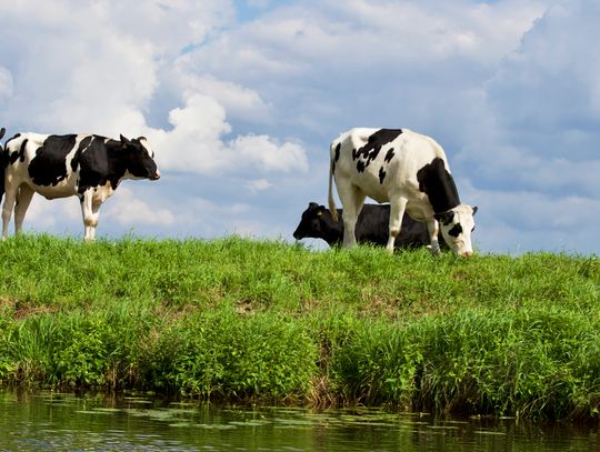 Wieś nie dla wrażliwych nosów? Rząd chce chronić rolników przed pozwami