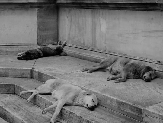 „Zdzierał skóry przy ulicy Łukowskiej”. O czyścicielu z Międzyrzeca Podlaskiego