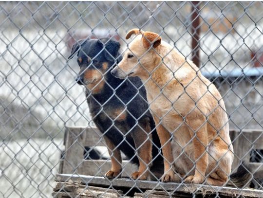 Więźniowie zajmą się psami. Zakład karny podpisał umowę z "Azylem"