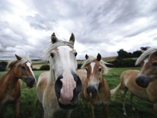 Wisznice. Pokażą w swoich pracach świat koni