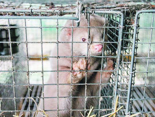 Wisznice: Rolnik chce pozwać państwo polskie