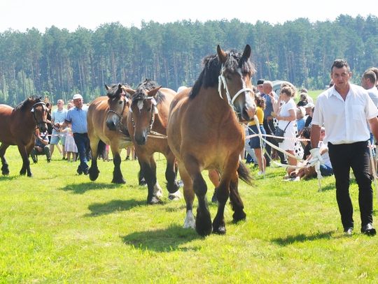 Wojewódzka wystawa koni zimnokrwistych