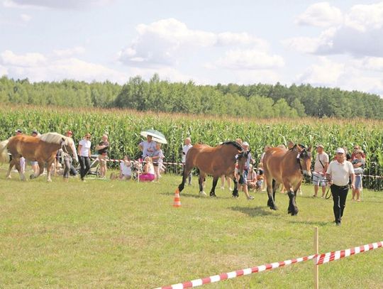 Już dziś Wojewódzka Wystawa Koni Zimnokrwistych w Tucznej