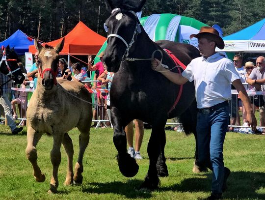 Wojewódzka Wystawa Koni Zimnokrwistych w Tucznej przyciągnęła tłumy [GALERIA ZDJĘĆ, FILM, WYNIKI]
