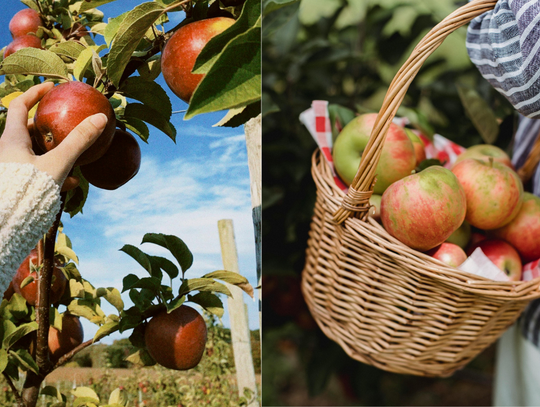 Wojsko nie zabierze ogrodów działkowych