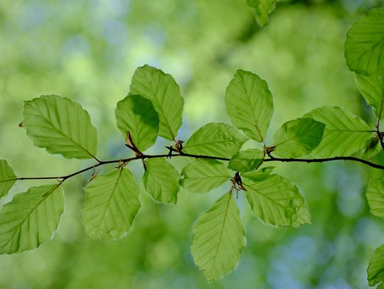 Wspólne sadzenie drzew w Łosicach. Powstanie bukowy las Wspólne sadzenie drzew w Łosicach. Powstanie bukowy las
