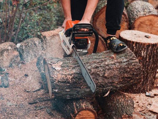 Wycinka drzewa na swojej ziemi. Nagła zmiana planów