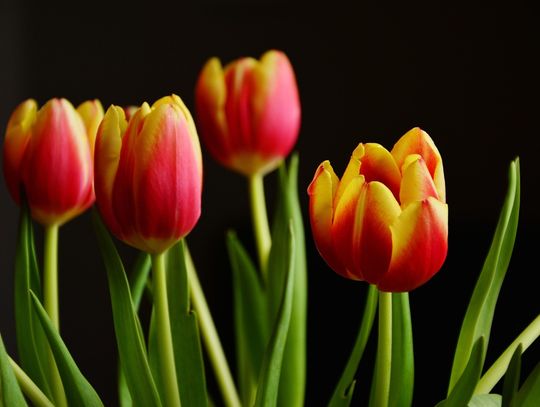 XV Sejmik Kobiet powiatu bialskiego