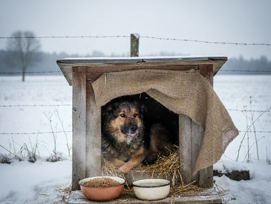 Za znęcanie się nad zwierzętami w mrozy grozi kara