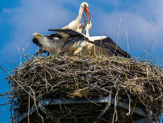 Zaczął się ruch w bocianich gwiazdach. Po zimie wracają do Polski