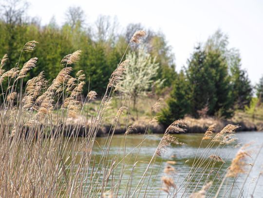 Zakaz kąpieli w Zalewie Łosickim. Woda może być niebezpieczna