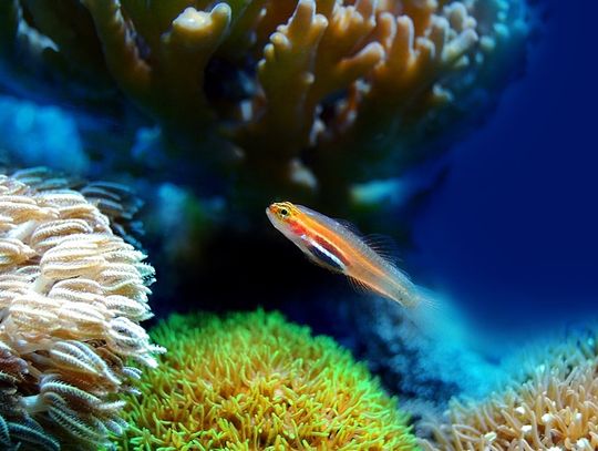 Zakładanie akwarium – o czym należy pamiętać?