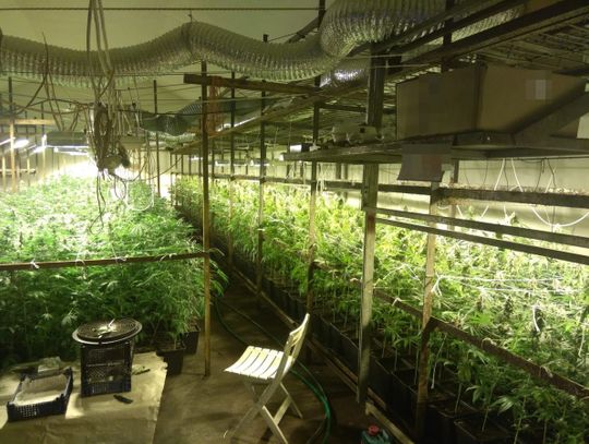 Zamiast pieczarek uprawiali marihuanę