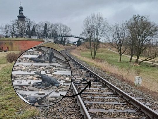 Zamość: To nie ptasia grypa. Co zabiło kilkadziesiąt ptaków znalezionych przy torach?