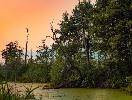 Zapraszają na Światowy Dzień Mokradeł