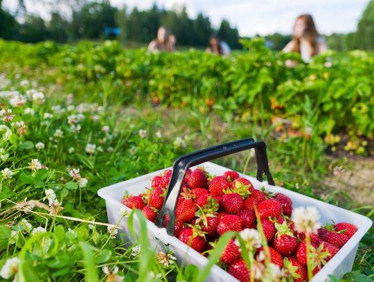 Zbadali truskawki i... tego o nich nie wiedziałeś