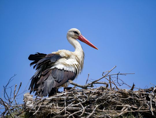 Zbysia w Mołdawii. Walka z wiatrem na ostatniej prostej do Bejd