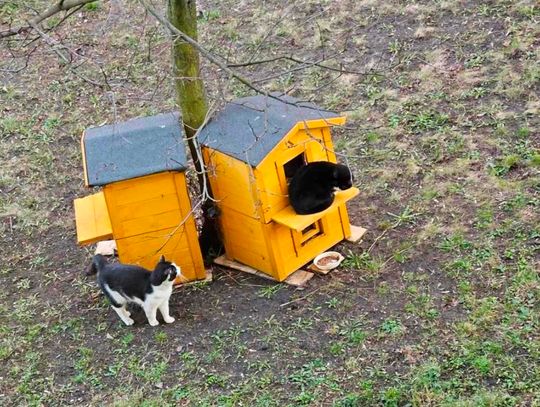 Zdewastowano domki dla kotów